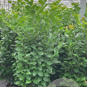 Prunus l. Etna 150 cm 15L
