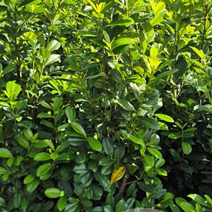 Prunus l. 'Novita' 125-150 cm met kluit