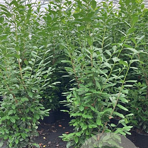 Prunus l. 'Novita' 175-200 cm 15L