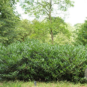 Prunus l. 'Otto Luyken' 60-80 cm met kluit