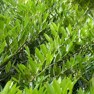 Prunus l. 'Otto Luyken' 60-80 cm met kluit