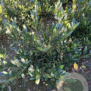 Prunus l. 'Otto Luyken' 60-80 cm met kluit