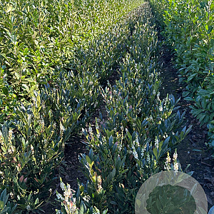 Prunus l. 'Otto Luyken' 60-80 cm met kluit