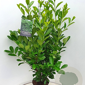 Prunus I. 'Rotundifolia' 125-150 cm 10L