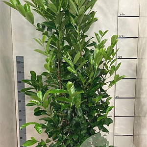 Prunus I. 'Rotundifolia' 175-200 cm 15L