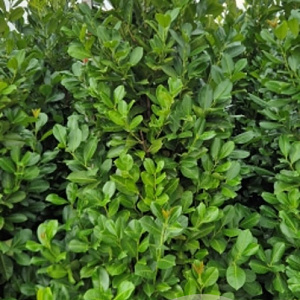 Prunus I. 'Rotundifolia' 200-225 cm met kluit extra