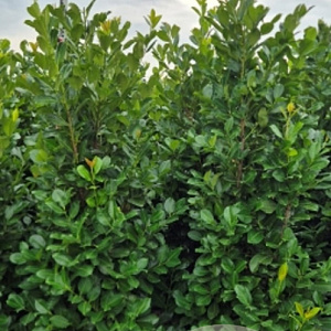 Prunus I. 'Rotundifolia' 200-225 cm met kluit extra
