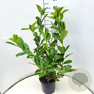 Prunus I. 'Rotundifolia' 60-80 cm 6,5L
