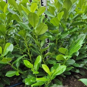 Prunus I. 'Rotundifolia' 60-80 cm met kluit