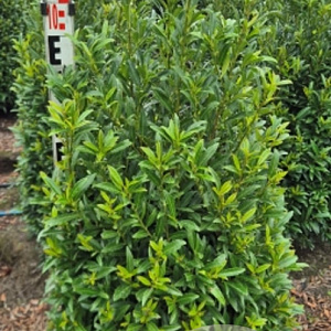 Prunus l. Sofia 100-120 cm met kluit