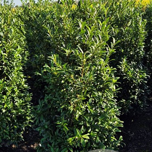 Prunus l. Sofia 100-120 cm met kluit
