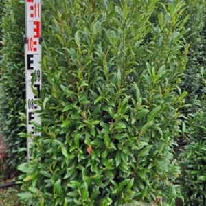 Prunus l. Sofia 100-120 cm met kluit extra