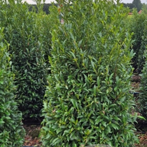 Prunus l. Sofia 125-150 cm met kluit extra