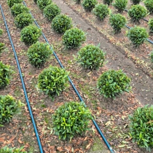 Prunus l. Sofia 25 cm met kluit bol