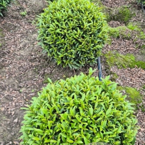 Prunus l. Sofia 45-50 cm met kluit bol