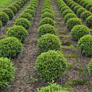 Prunus l. Sofia 45-50 cm met kluit bol
