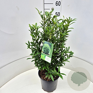 Prunus l. Sofia 50-60 cm 6,5L