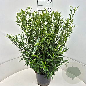 Prunus l. Sofia 50-60 cm 6,5L
