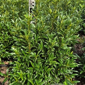 Prunus l. Sofia 50-60 cm met kluit