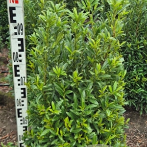 Prunus l. Sofia 80-100 cm met kluit