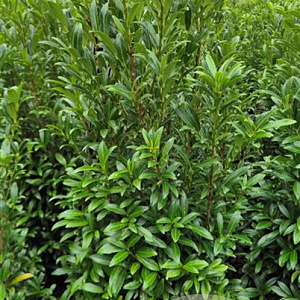 Prunus l. Sofia 80-100 cm met kluit