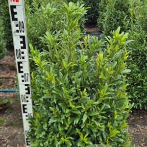 Prunus l. Sofia 80-100 cm met kluit