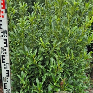 Prunus l. Sofia 80-100 cm met kluit extra