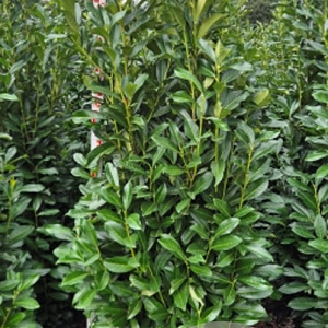 Prunus l. Genolia 200-225 cm met kluit extra