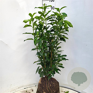 Prunus l. Genolia 80-90 cm met kluit