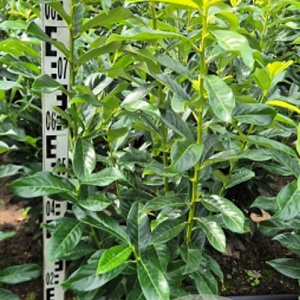 Prunus l. Genolia 80-90 cm met kluit