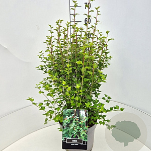 Ribes alpinum 'Schmidt' 50-60 cm 20L