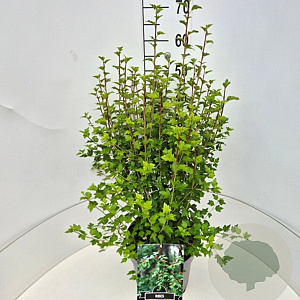 Ribes alpinum 'Schmidt' 50-60 cm 20L