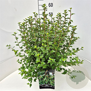 Ribes alpinum 'Schmidt' 50-60 cm 20L