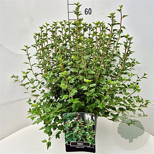 Ribes alpinum 'Schmidt' 50-60 cm 20L