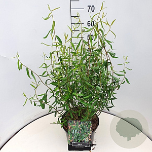 Salix babylonica 'Tortuosa' 60-80 cm 10L