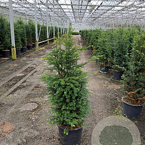 Taxus baccata 100-120 cm 20L