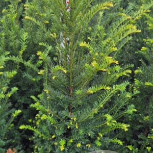 Taxus baccata 100-125 cm met kluit extra