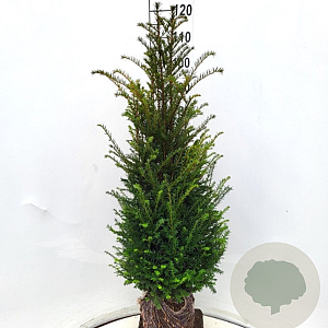 Taxus baccata 100-125 cm met kluit extra