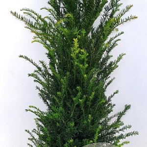 Taxus baccata 100-125 cm met kluit extra