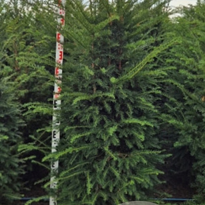 Taxus baccata 150-175 cm met kluit verplant