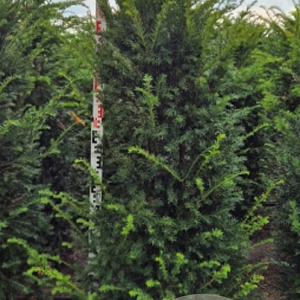 Taxus baccata 150-175 cm met kluit verplant