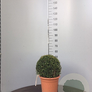 Taxus baccata 35 cm 10L bol