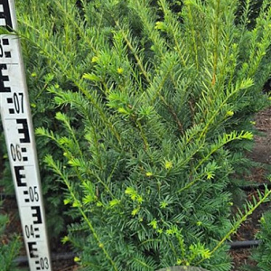Taxus b. Best Hedge 60-80 cm met kluit