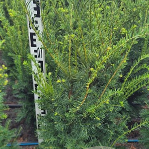 Taxus b. Best Hedge 80-100 cm met kluit