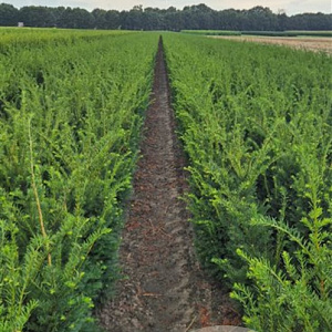 Taxus b. Best Hedge 80-100 cm met kluit