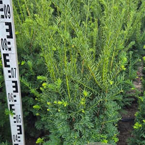 Taxus b. Best Hedge 80-100 cm met kluit