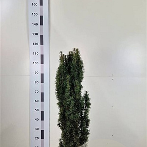 Taxus b. 'Fastigiata Robusta' 80-100 cm met kluit