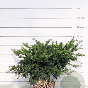 Taxus b. 'Repandens' 40-50 cm met kluit