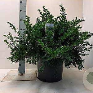 Taxus b. 'Repandens' 40-50 cm met kluit