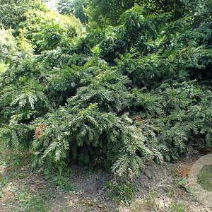 Taxus b. 'Repandens' 40-60 cm 12L